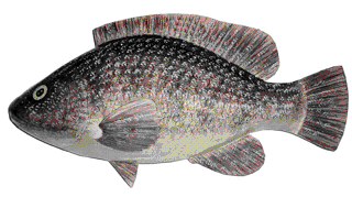 Picture of a papier maché Ballan Wrasse fish