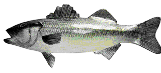 Picture of a papier maché Bass fish