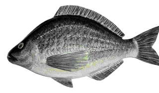 Picture of a papier maché Black Sea Bream fish