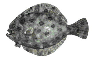 Picture of a papier maché Brill fish