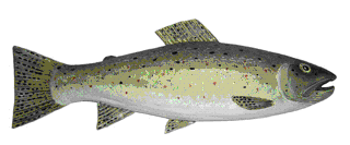 Picture of a papier maché Brown Trout fish