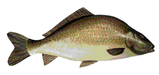 Picture of a papier maché Carp fish