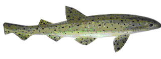 Picture of a papier maché Dogfish fish