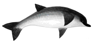Picture of a papier maché Dolphin fish