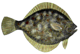 Picture of a papier maché Flounder fish