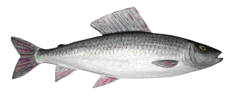 Picture of a papier maché Grayling fish