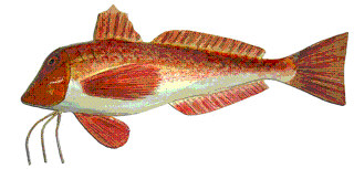 Picture of a papier maché Gurnard fish