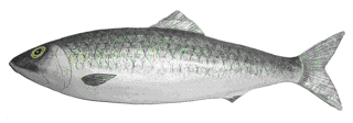 Picture of a papier maché Herring fish