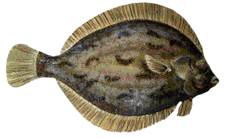 Picture of a papier maché Lemon Sole fish
