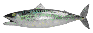 Picture of a large papier maché Mackerel fish