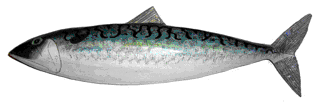 Picture of a small papier maché Mackerel fish