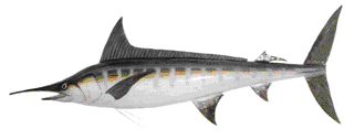 Picture of a papier maché Marlin fish