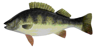Picture of a papier maché Perch fish