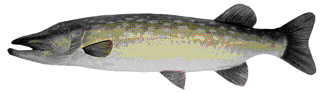 Picture of a papier maché Pike fish