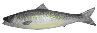 Picture of a papier maché Pilchard fish