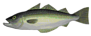 Picture of a papier maché Pollack fish