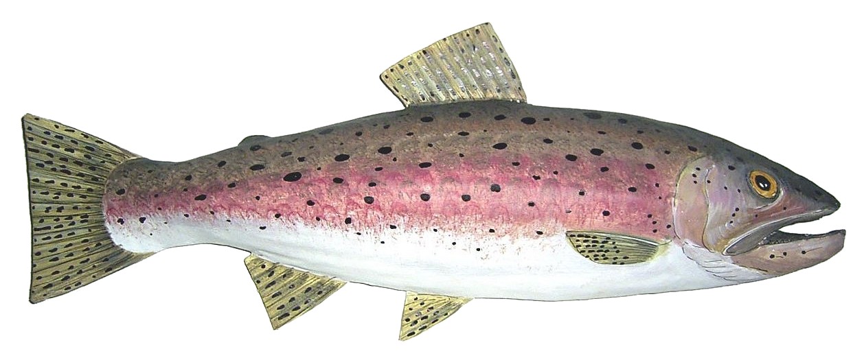 Picture of a rainbow trout