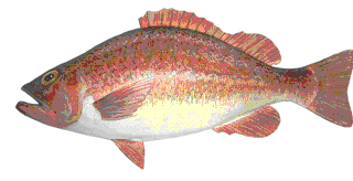Picture of a papier maché Red Snapper fish
