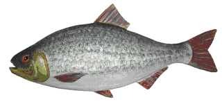 Picture of a papier maché Roach fish