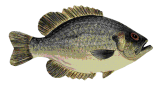 Picture of a papier maché Rock Bass fish