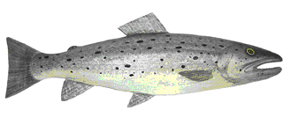 Picture of a papier maché Salmon fish