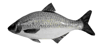 Picture of a papier maché Silver Bream fish