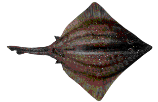 Picture of a  papier maché Skate fish