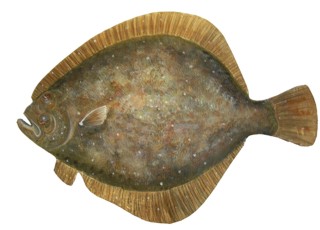 Picture of a papier maché Turbot fish
